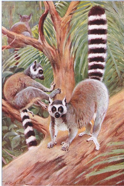 Lémur à queue annelée, illustration de La Faune du Monde, c.1910 - Wilhelm Kuhnert
