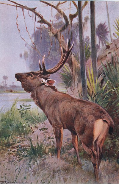 Sambar, de Wildlife of the World publié par Frederick Warne & Co, vers 1900 - Wilhelm Kuhnert