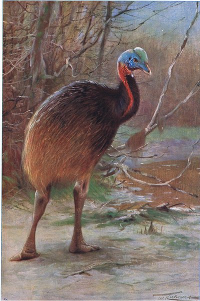 Casoar à une seule caroncule, illustration de La Faune du Monde, c.1910 - Wilhelm Kuhnert