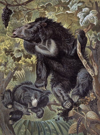 Ours paresseux - Wilhelm Kuhnert