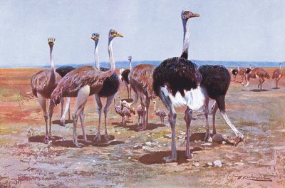 Autruche de Somalie, illustration de Wildlife of the World, c.1910 - Wilhelm Kuhnert