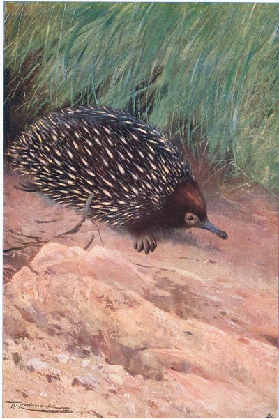 Échidné épineux, illustration de La Faune du Monde, c.1910 - Wilhelm Kuhnert