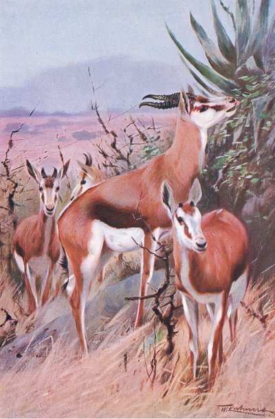 Springbok, illustration de La Faune du Monde, c.1910 - Wilhelm Kuhnert