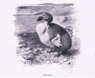 Le Dodo, illustration de La Faune du Monde, c.1910 - Wilhelm Kuhnert