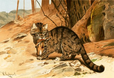Chat sauvage - Wilhelm Kuhnert