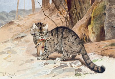 Chat sauvage, planche de "Brehms Tierleben: Allgemeine Kunde des Tierreichs", vol.1, p.418, publié par Bibliographisches Institut - Wilhelm Kuhnert