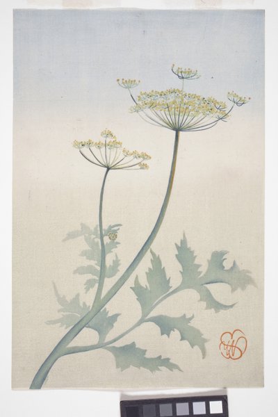 Fleurs de carotte sauvage, vers 1908 - Wilhelmina Seegmiller