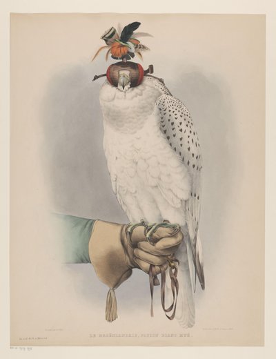 Faucon blanc groenlandais (Le groënlandais, faucon blanc mué) - Willem Bastiaan van Wouw (possibly)