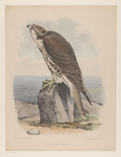 Faucon - Willem Bastiaan van Wouw
