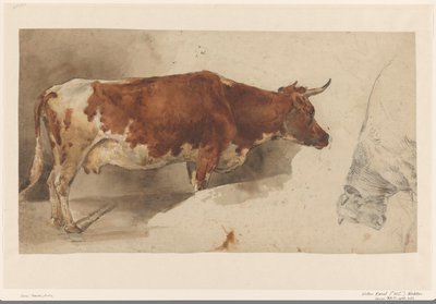 Vache debout, vers la droite, et esquisse d