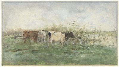 Vaches près d