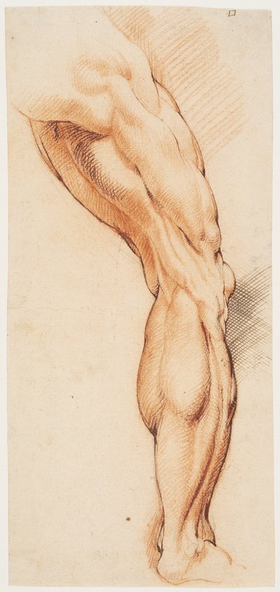 Étude anatomique. La jambe droite écorchée d