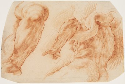 Laocoon. Études du bras gauche de Laocoon et du dos de son torse vu de gauche et de dessous - Willem Panneels