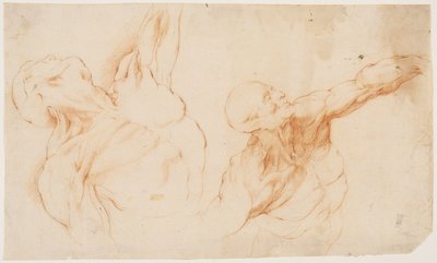 Deux études anatomiques (écorchés). Torse écorché d