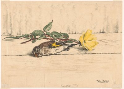 Chardonneret mort couché à côté d
