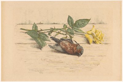 Pinson mort à côté d