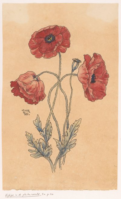 Coquelicots - Ludwig Willem Reymert Wenckebach
