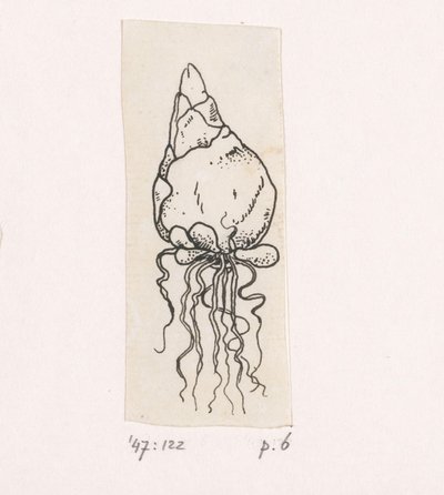 Bulbe de fleur - Willem Wenckebach