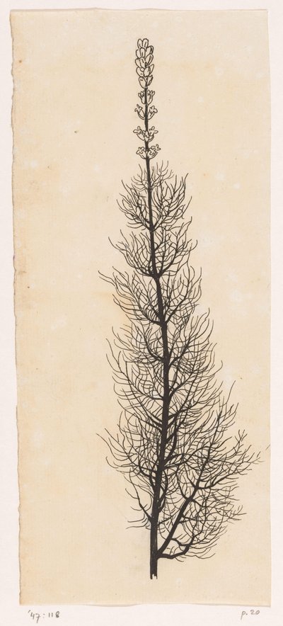 Achillée millefeuille - Willem Wenckebach
