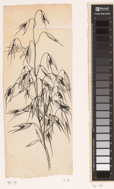 Avoine - Willem Wenckebach