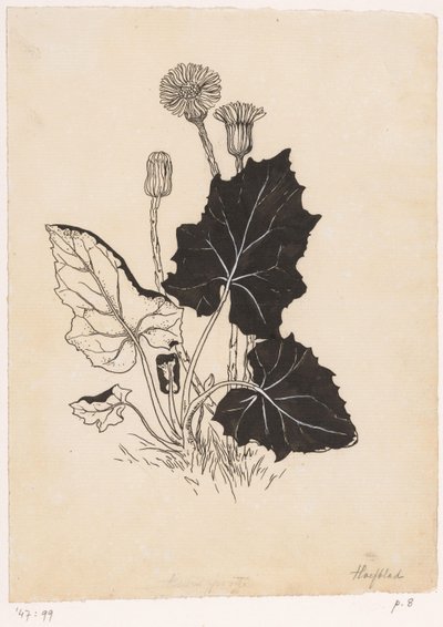 Tussilage - Willem Wenckebach