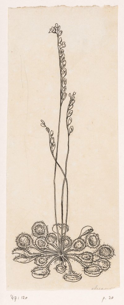 Attrape-mouches - Willem Wenckebach
