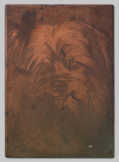 Chien Phoebus - Willem Arnoldus Witsen
