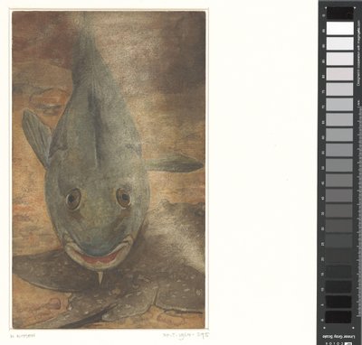 Poisson vu de face - Willem Arnoldus Witsen