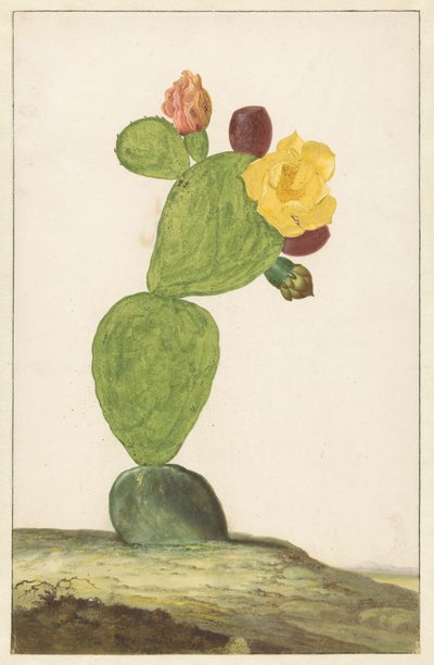 Figuier de Barbarie en fleur - Willem de Heer