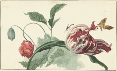 Tulipe et un pavot - Willem van Leen (attributed to)