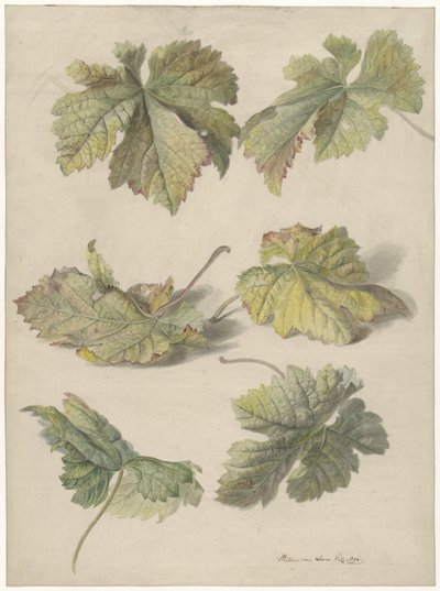 Études de feuilles de vigne - Willem van Leen