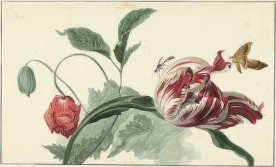 Tulipe et pavot - Willem van Leen