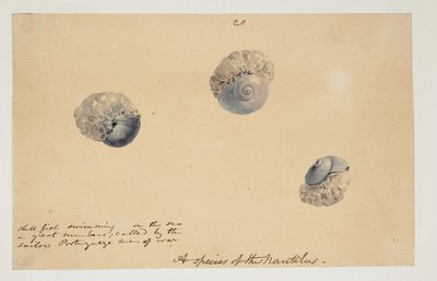 WD 961 f.20 - William Alexander