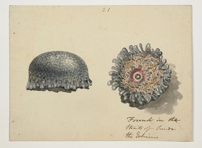 WD 961 f.21 - William Alexander