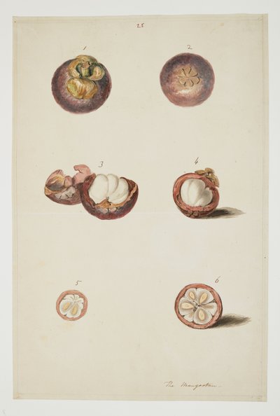 WD 961 f.25 - William Alexander
