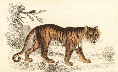 Tigre du Bengale, Panthera tigris tigris, 1834 - William Alexander Forbes