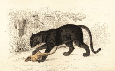 Jaguar noir, Panthera pardus (gravure) - William Alexander Forbes