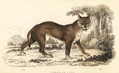 Lynx du Canada, Lynx canadensis, 1834 (gravure) - William Alexander Forbes