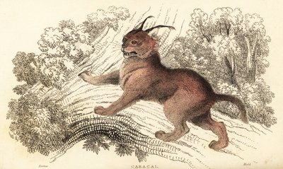 Caracal, Caracal caracal (gravure) - William Alexander Forbes
