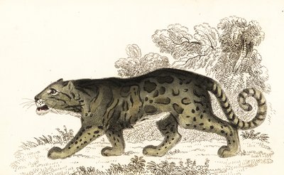 Léopard nébuleux, Neofelis nebulosa (gravure) - William Alexander Forbes