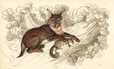 Lynx boréal, Lynx lynx (gravure) - William Alexander Forbes