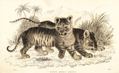 Lion et tigre hybrides, 1834 (gravure) - William Alexander Forbes