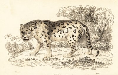 Jaguar, Panthera onca (gravure) - William Alexander Forbes
