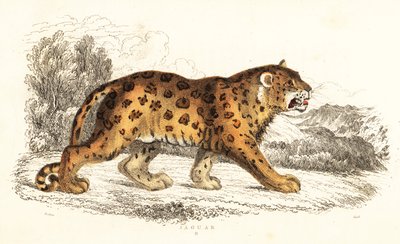 Jaguar, Panthera onca, 1834 - William Alexander Forbes