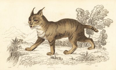 Chat de jungle, Felis chaus, 1834 - William Alexander Forbes