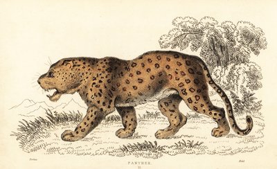 Léopard, Panthera pardus, vulnérable, 1834 (gravure) - William Alexander Forbes