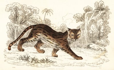 Margay, Leopardus wiedii catenata, 1834 - William Alexander Forbes