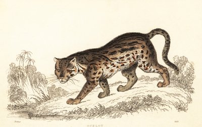 Ocelot, Leopardus pardalis (gravure) - William Alexander Forbes
