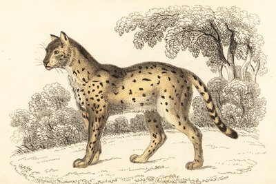 Serval, Leptailurus serval, 1834 (gravure) - William Alexander Forbes