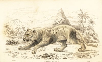 Tigre blanc, Panthera tigris tigris, en danger, 1834 (gravure) - William Alexander Forbes
